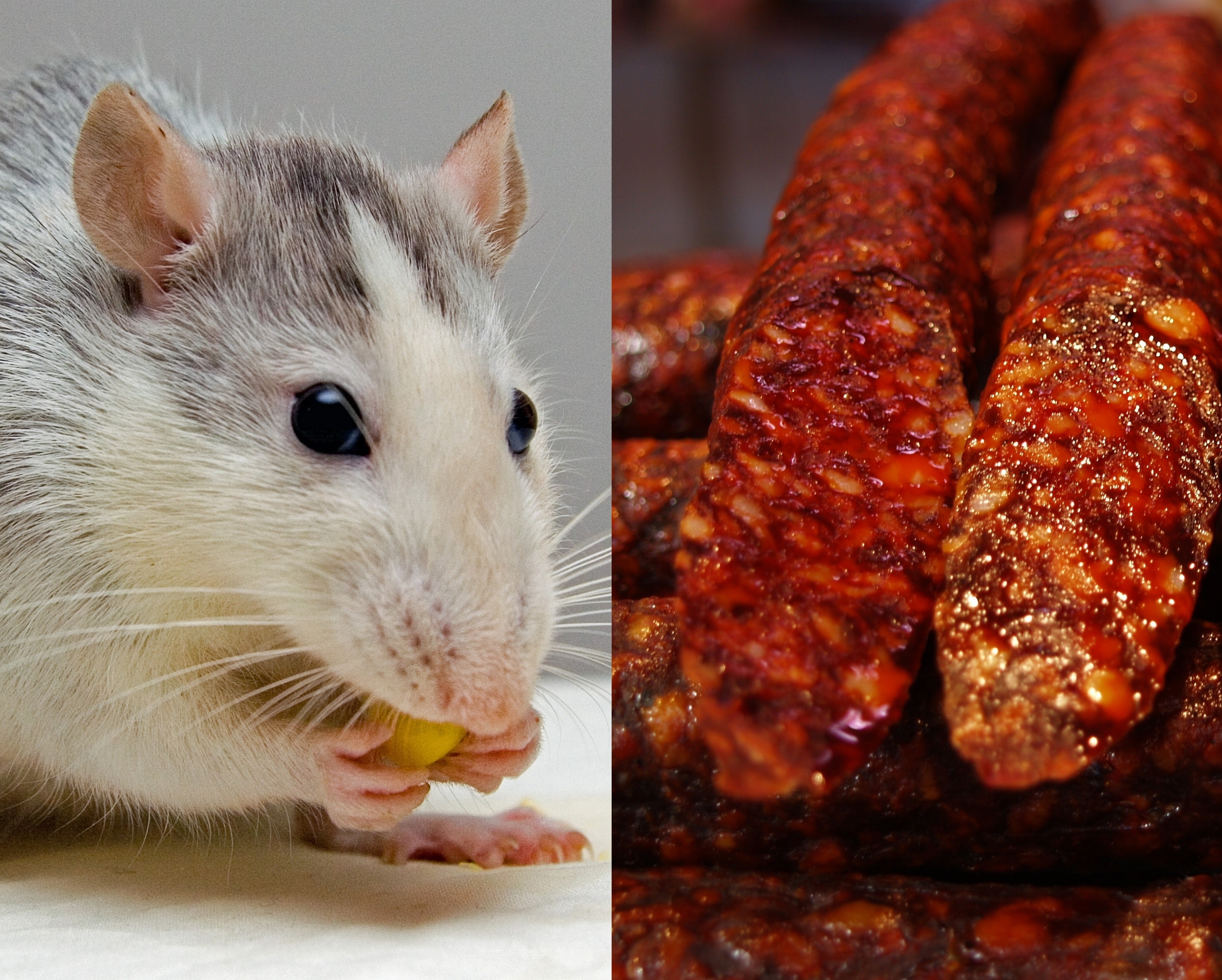 Parmesan Rats SENSEational science
